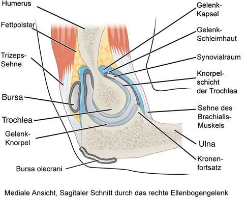 Anatomie des Ellenbogens mit Processus coronoideus