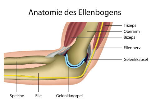Die Elle ist neben der Speiche einer der beiden Unterarmknochen. © bilderzwerg, Adobe Stock Anatomie der Elle (Ulna)