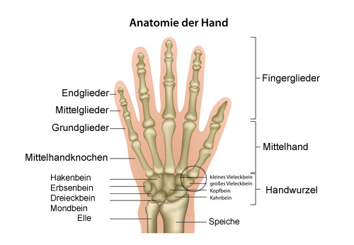 Fingerarthrose (Heberdenarthrose) kann an den Endgelenken oder den Mittelgelenken der Finger entstehen. Arthrose im Daumensattelgelenk bezeichnet man als Rhizarthrose (Kreis). © bilderzwerg / fotolia Anatomie der Hand