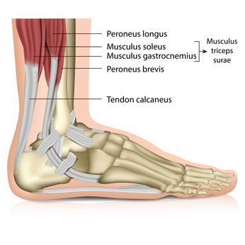 Die Achillessehne (Tendon calcaneus) ist die gemeinsame Endsehne des dreiköpfigen Wadenmuskels (Musculus triceps surae). Sie setzt am Kalkaneus, dem Fersenbein, an. © bilderzwerg, Adobe Anatomie der Achillessehne