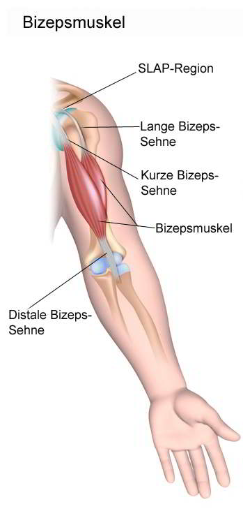 Der Bizeps ist ein zweiköpfiger Muskel, der proximal über zwei Sehnen und distal über eine Sehne mit dem Knochen verbunden ist. ©Alila Medical Media,Fotolia Lange, kurze und distale Bizepssehne