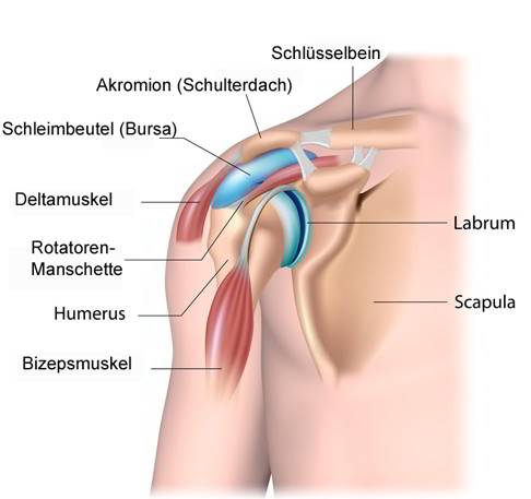Die lange Bizepssehne verläuft fast vollständig innerhalb der Gelenkkapsel des Schultergelenks und ist an fast allen Erkrankungen der Bizepssehne beteiligt. © Alila Medical Media @ Fotolia Anatomie der langen Bizepssehne: Sie verläuft fast vollständig innerhalb der Gelenkkapsel des Schultergelenks.