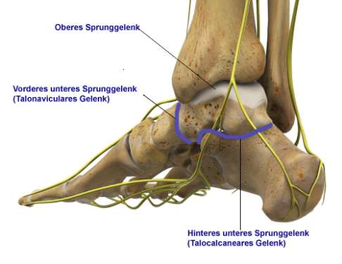 Blau eingezeichnet sind die beiden Gelenke des unteren Sprunggelenks, die bei einer Double-Arthrodese versteift werden: Das talocalcaneare Gelenk zwischen Sprungbein und Fersenbein und das talonaviculare Gelenk zwischen Sprungbein und Kahnbein. © Gelenk-Klinik Fuß von hinten