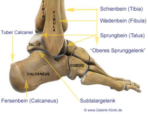 Anatomie des Rückfußes. Das Fersenbein ist für die Ausrichtung und Funktion des oberen Sprunggelenks von entscheidender Bedeutung. Fersenbeinfraktur Anatomie