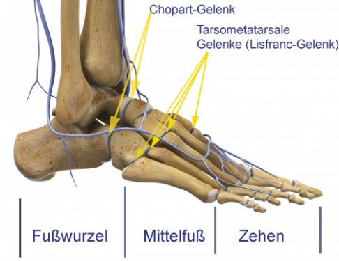 Der Fuß gliedert sich in Fußwurzel, Mittelfuß und Vorfuß. © Viewmedica Anatomie des Fußes