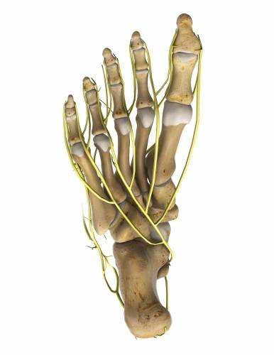 Ansicht des Fußes von der Fußsohle aus gesehen mit den zwischen den Zehenstrahlen verlaufenden Nerven (interdigitale Plantarnerven, gelb). Das Morton Neurom findet sich meist zwischen dem 3. und 4. Zeh, selten zwischen dem 2. und 3. In manchen Fällen finden sich auch mehrere Morton Neurome am gleichen Fuß. © Viewmedica Ansicht des Fußes von unten