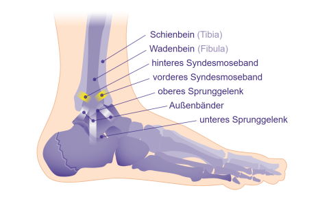 Schema Syndesmosebänder