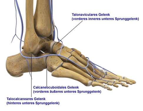 drei Anteile des unteren Sprunggelenkes