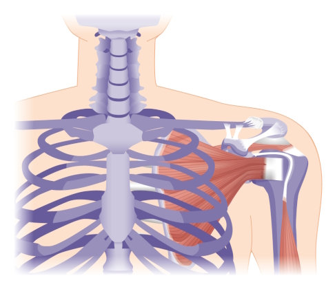 Ventrale Sicht auf die Rotatorenmanschette, bei der zwei Muskeln sichtbar sind: Musculus supraspinatus (oben) und Musculus subscapularis (unten). © logo3in1, Adobe Rotatorenmanschette