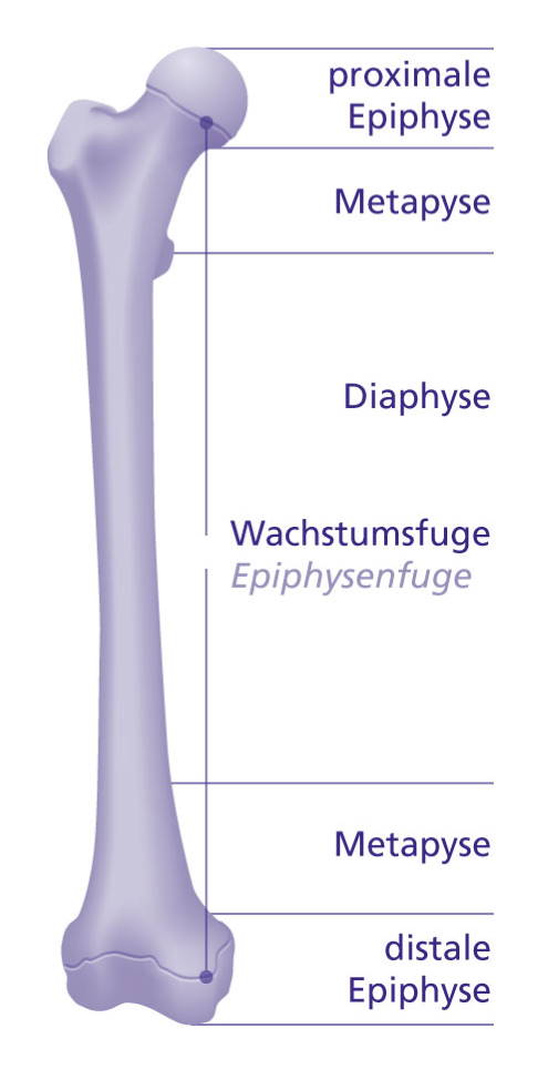 Die Wachstumsfugen befinden sich zwischen Metaphyse und Epiphyse. © Gelenk-Klinik Anatomie des Knochens mit Wachstumsfuge