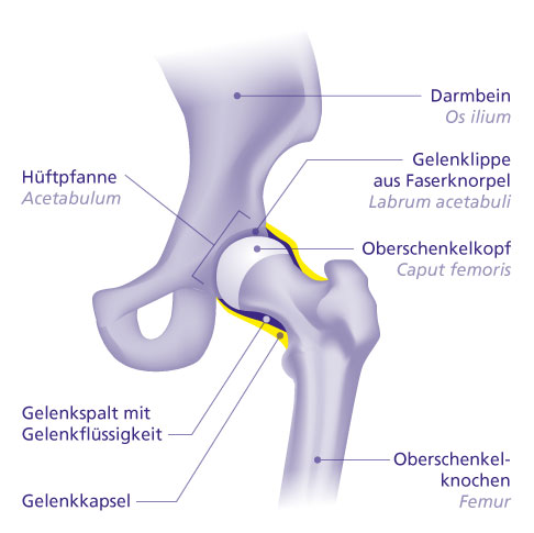 Das gesunde Hüftgelenk ist umgeben von einer festen, elastischen Gelenkkapsel aus Bindegewebe. Die Gelenkkapsel zentriert den Oberschenkelkopf (Femurkopf) in der Hüftpfanne Acetabulum). Damit stabilisiert sie das Gelenk unter Bewegung und Belastung. © Gelenk-Klinik Hüftgelenk mit Gelenkkapsel