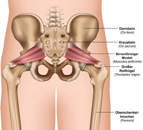 Anatomie der Hüfte