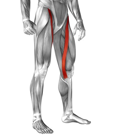 Im längsten Muskel des menschlichen Körpers, dem Musculus sartorius, können einzelne Muskelfasern über 30 cm lang werden. © high_resolution, Adobe Längster Muskel im menschlichen Körper: Musculus sartorius