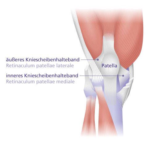 Bandapparat des Knies: Die sternförmig auf die Kniescheibe zulaufenden seitlichen Haltebänder stabilisieren sie. © Gelenk-Klinik Bandapparat des Kniegelenks