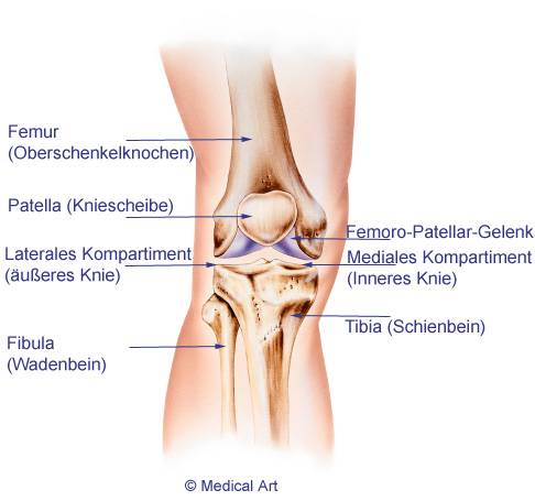 Anatomie des Kniegelenks: Tritt die Kniearthrose global im gesamten Kniegelenk auf, bezeichnet der Experte sie als Pangonarthrose. Der Knorpelschaden kann aber auch lokal begrenzt in den einzelnen Kompartimenten (Abschnitten) des Kniegelenks auftreten. Diese Abschnitte sind das innere Kniegelenk, das äußere Kniegelenk und das retropatellare Gelenk (Gelenk zwischen Oberschenkelknochen und Kniescheibe). © Medical Art @fotolia Anatomie des Kniegelenks.