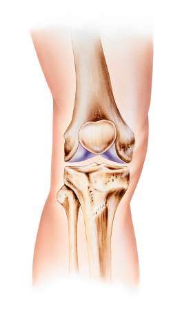 Bei einer geraden Beinachse wird die Knorpelfläche im Knie gleichmäßig belastet. © istockphotos.com/MedicalArtInc Kniegelenk bei gesunder Beinachse