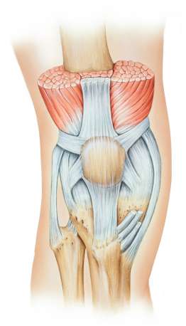 Die Patella ist neben Schienbein und Oberschenkelknochen der dritte Gelenkpartner im Kniegelenk. Sie bewegt sich in einer Gleitrinne, die am unteren Ende des Oberschenkels zwischen den beiden Oberschenkelrollen (Femurkondylen) liegt. © Istockphoto.com / MedicalArtInc Anatomie des Kniegelenks