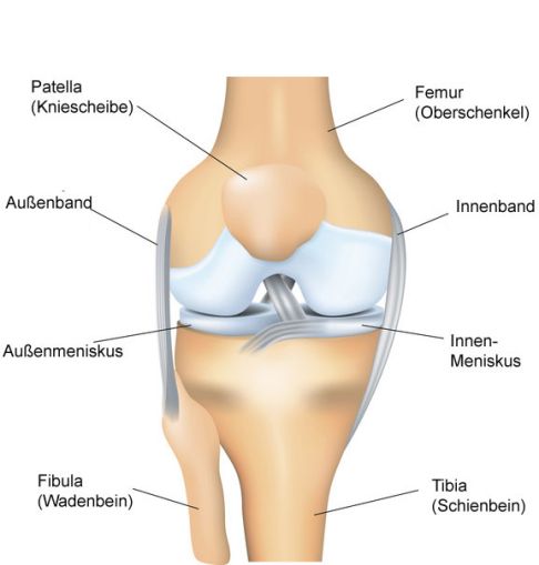 Anatomie des Kniegelenks von vorne gesehen: Auf dem verbreiterten Schienbeinplateau (Tibiaplateau) liegen die mächtigen rollenartigen Walzen des Oberschenkelknochens (Femurkondylen) als Gelenkpartner. An Osteochondrosis dissecans erkrankt vor allem der innen (medial) gelegene Femurkondylus. © ttsz, istockphoto Anatomie des Kniegelenks von vorne