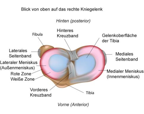 Sicht von oben: Der Außen- und Innenmeniskus umgeben kreisförmig das gesamte Schienbeinplateau. Sie wirken als Stoßdämpfer und verschieben sich bei jeder Bewegung des Kniegelenks. © Alila Medical Media, Fotolia Sicht auf die Menisken von oben
