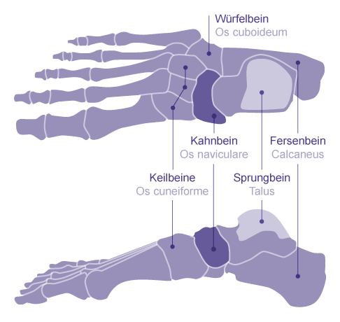 Darstellung der Fußwurzelknochen: Das Kahnbein (Os naviculare) ist durch seine knorpeligen Gelenkflächen mit den drei Keilbeinen (Os cuneiforme), dem Würfelbein (Os cuboideum) und dem Sprungbein (Talus) verbunden. Es ist Teil des unteren Sprunggelenks. © Gelenk-Klinik Fußwurzelknochen