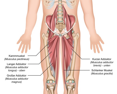 Adduktoren Muskeln