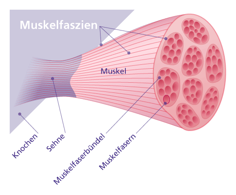 Die Sehnen verbinden den Muskel mit dem Knochen. © Gelenk-Klinik Anatomie des Muskels mit Sehne