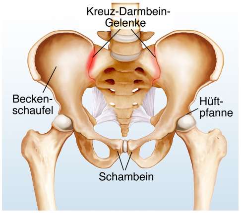 Das Iliosakralgelenk (Kreuz-Darmbein-Gelenk) verbindet auf der rechten und linken Seite der Wirbelsäule das Kreuzbein mit dem Darmbein. Es dient der Kraftübertragung vom Rücken auf das Becken und die unteren Extremitäten. © Henrie, Adobe Lage des Iliosakralgelenks (Kreuz-Darmbein-Gelenk)
