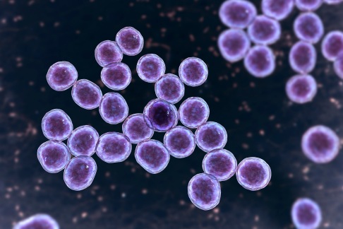 Am häufigsten wird die Spondylodiszitis durch Staphylokokken ausgelöst. Unter dem Mikroskop kann man die runden, in Haufen liegenden Bakterien gut erkennen. © Dr. Microbe, Adobe Mikroskopische Aufnahme von Staphylokokken