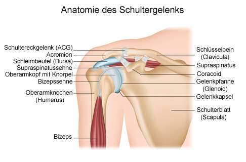 Die Supraspinatussehne verläuft vom Musculus supraspinatus unterhalb des Schlüsselbeins horizontal bis zu ihrer Ansatzstelle am Oberarmkopf. © bilderzwerg, fotolia Verlauf der Supraspinatussehne