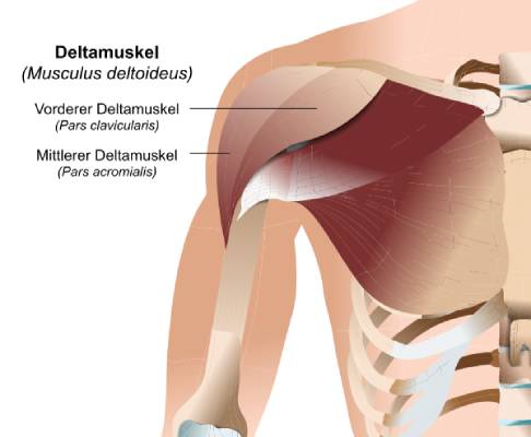 Der Deltamuskel des Menschen unterteilt sich in drei Anteile, den vorderen, mittleren und hinteren Deltamuskel (im Bild nicht sichtbar). © bilderzwerg, Adobe Deltamuskel