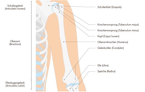 Anatomie des Oberarmknochens. © FGWDesign, Adobe Stock Anatomie des Oberarmknochens