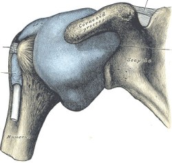 Schultergelenk mit Gelenkkapsel: Die Frozen Shoulder bringt eine schnell verlaufende, scheinbar ursachenfreie Störung der Schulterbeweglichkeit mit sich. Der Arzt stellt in der Regel eine Entzündung der Weichteile und Schleimbeutel fest, die das Schultergelenk umgeben. © Grays Anatomy Schultergelenk mit Darstellung der Gelenkkapsel, die bei einer Frozen Shoulder entzündet ist