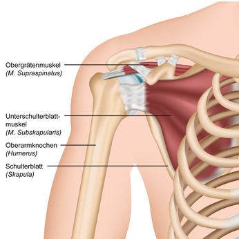 Die Supraspinatussehne ist Teil der Rotatorenmanschette, die aus den Sehnen von insgesamt vier Muskeln besteht. © bilderzwerg, Fotolia Rotatorenmanschette mit Supraspinatussehne