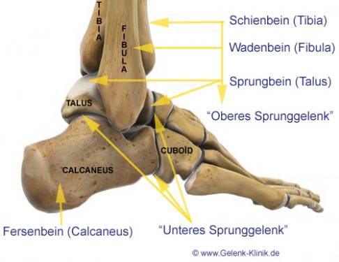 Abbildung der knöchernen Anteile des oberen und unteren Sprunggelenkes. Zwischen den beteiligten Knochen befinden sich jeweils knorpelige Gelenkschichten. © Gelenk-Klinik knöcherne Anatomie des Fußes