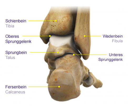 Ansicht des rechten Fußes von der Ferse aus. Der Talus ist der Gelenkpartner der Sprunggelenksgabel (Malleolengabel) im oberen Sprunggelenk. Nach unten ist der Talus über das untere Sprunggelenk mit dem Fersenbein (Calcaneus) verbunden. Nach vorne bildet der Talusknochen Gelenke mit den Knochen der Fußwurzel. Aufgrund seiner zahlreichen Gelenke ist der Talus zu über 60 Prozent mit Gelenkknorpel bedeckt. © Viewmedica Talus von hinten