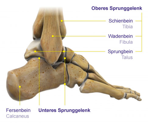 Anatomie des Sprunggelenks. © Viewmedica Anatomie des Sprunggelenks