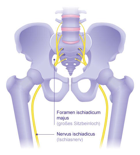 Anatomie Foramen ischiadicum majus