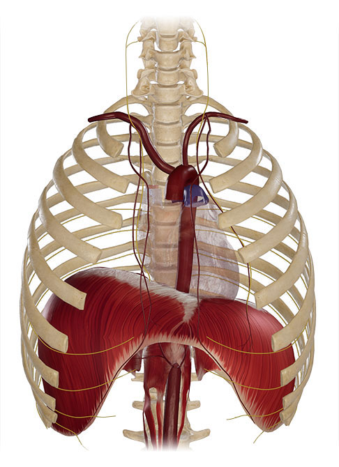 In der Abbildung sind der rechte und der linke Nervus phrenicus (gelb), das Zwerchfell und die das Zwerchfell versorgenden Blutgefäße (rot) sowie die Aorta zu sehen. Der Nervus phrenicus ist ein gemischter Nerv, der aus dem Halsbereich des Rückenmarks entspringt und das Zwerchfell innerviert. Das Zwerchfell ist als wichtigster Atemmuskel vor allem für Einatmung verantwortlich. © vesali, adobe Zwerchfellmuskel und seine Nerven und Gefäße im Brustkorb