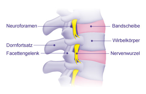 Die einzelnen Rückenmarksnerven verlassen den Wirbelkanal, um die verschiedenen Körperregionen zu innervieren. © Gelenk-Klinik Anatomie der Wirbelsäule seitlich