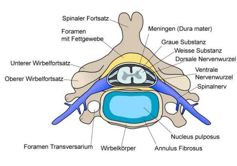 Querschnitt durch einen Wirbel. Rechts und links entspringen dem Rückenmark eine vordere (ventrale) und eine hintere (dorsale) Nervenwurzel, die sich im Wirbelkanal jeweils zum Spinalnerv vereinen. © Fotolia Querschnitt der Wirbelsäule
